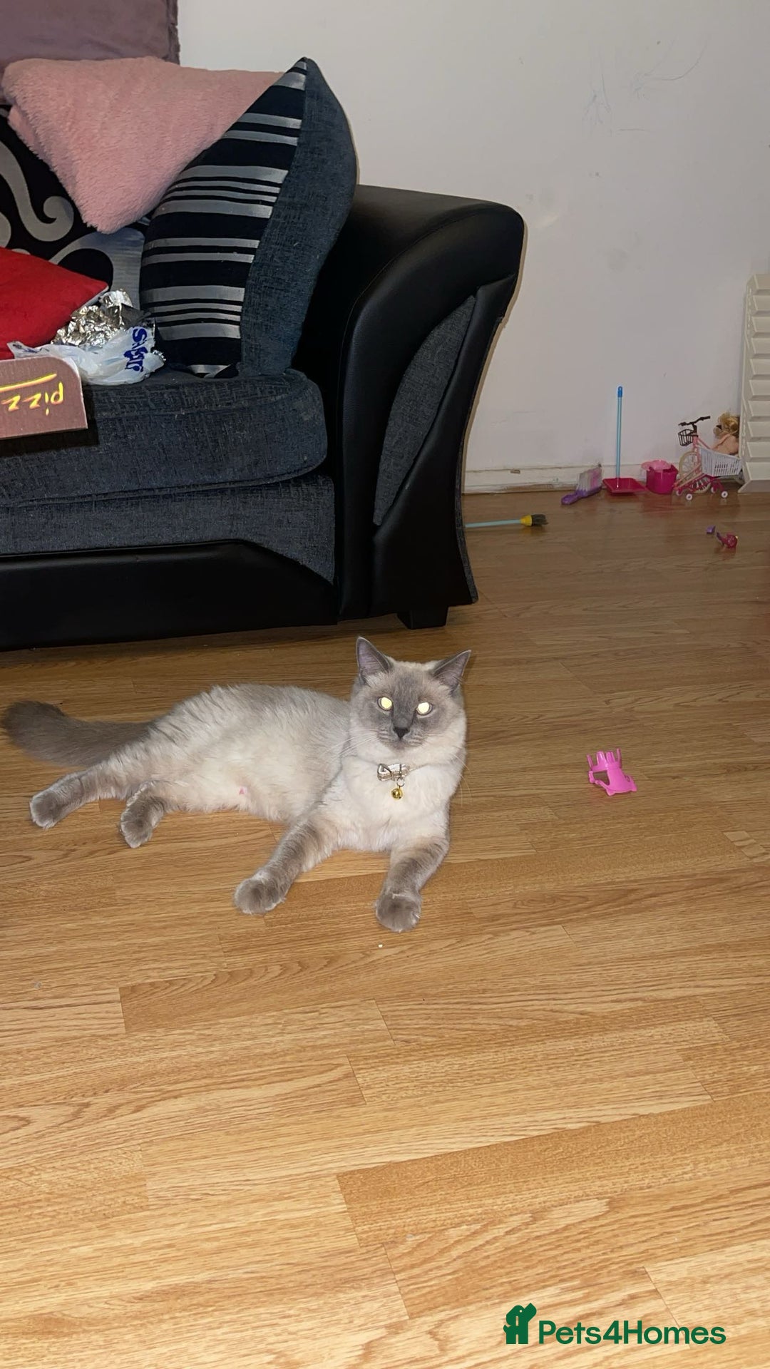Ragdoll cats for sale: Ragdol - Image 4