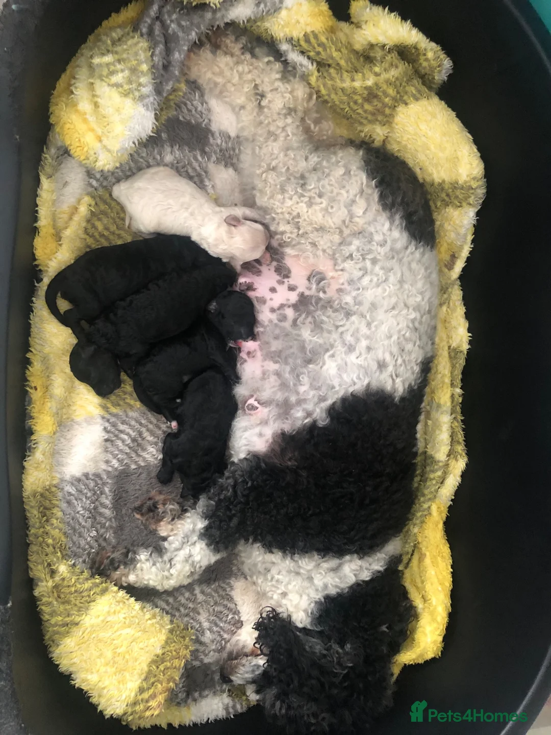 Miniature Poodle dogs for sale: Miniature poodle ready for their forever homes  - Advert 1