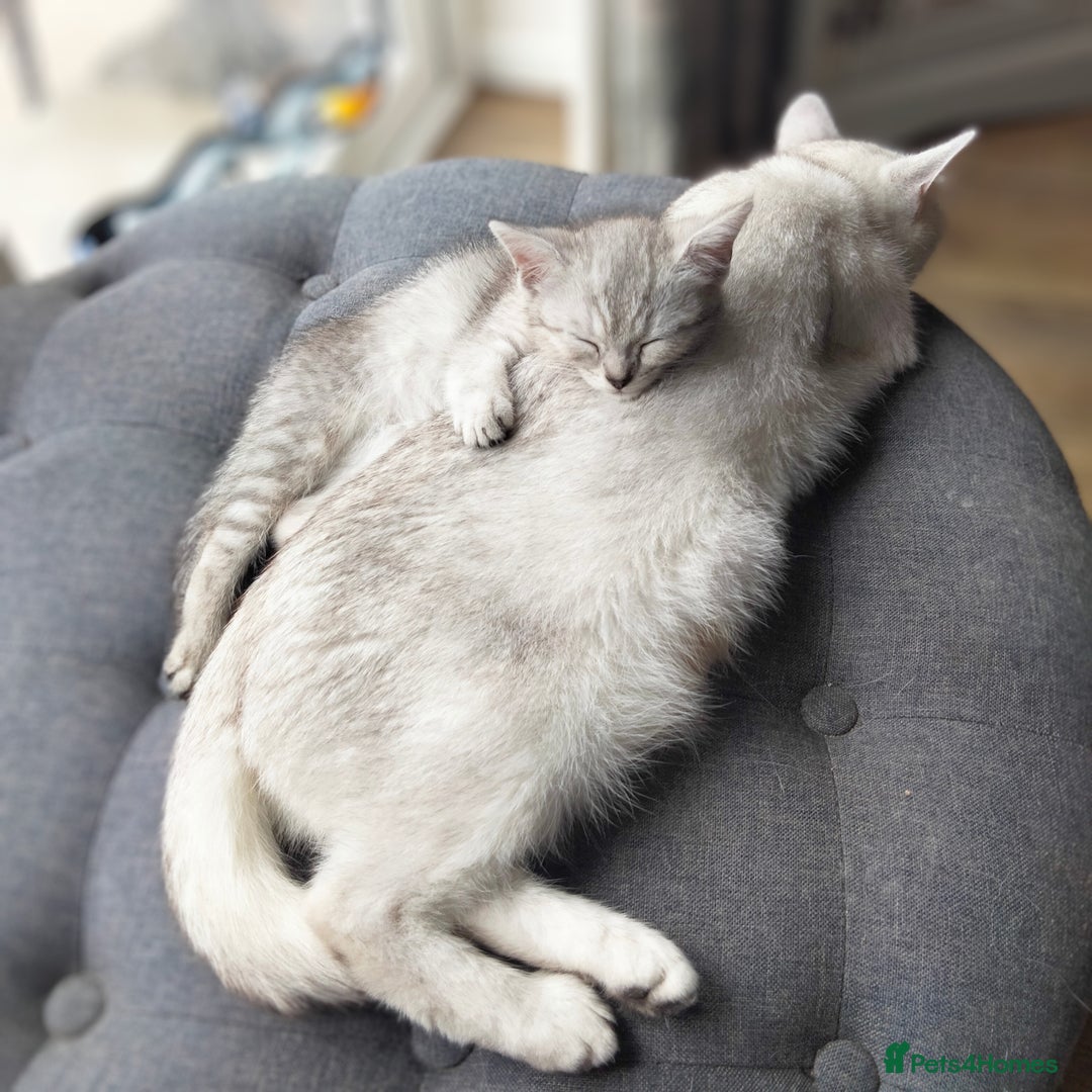 British Shorthair cats for sale: Now Ready to leave! Cute Little British Shorthair - Image 28