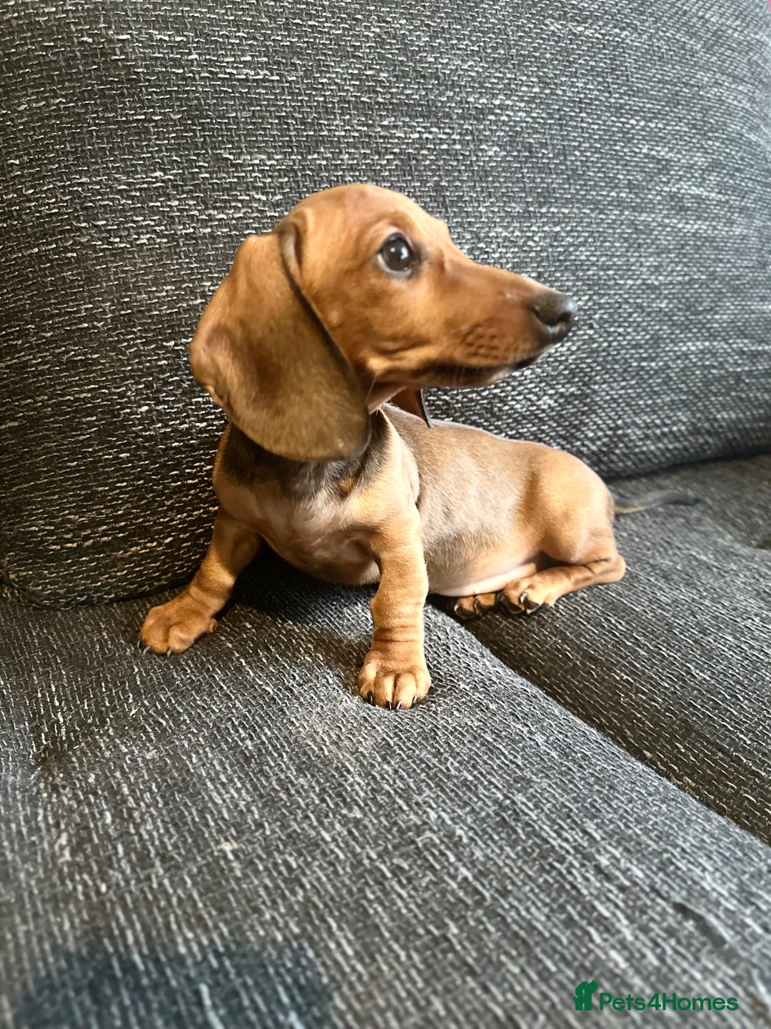 Miniature Dachshund dogs for sale: Miniature dachshunds girls  - Advert 3