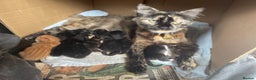 Mixed Breed cats for sale: Kittens  - Advert 7
