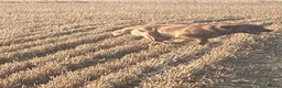 Labrador Retriever dogs for sale: Gorgeous foxred Labrador  - Advert 7