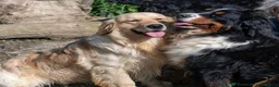 Golden Retriever dogs for sale: Quality Golden Retriever Puppies - Advert 10