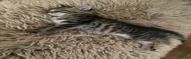 Half Ragdoll 3 tabby