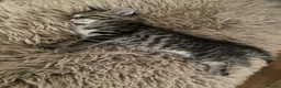 Ragdoll cats for sale: PAIR Half Ragdoll male kittens  in Tamworth - Advert 4
