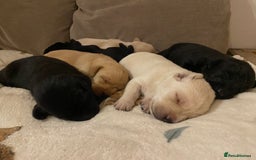Labrador Retriever dogs for sale: Stunning Labrador Puppies - Image 11