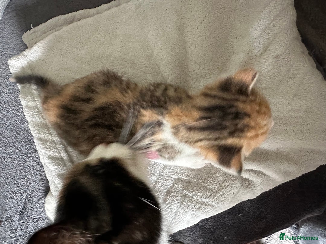 Mixed Breed cats for sale: Beautiful kittens  - Image 8