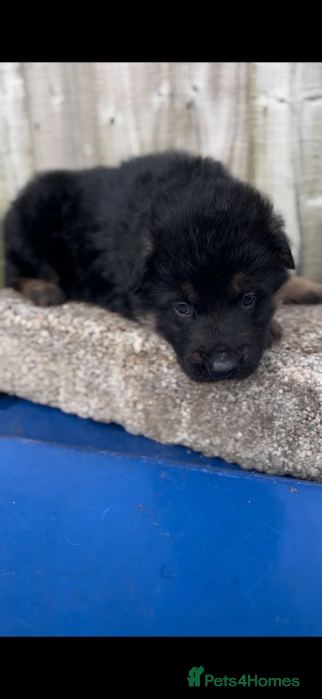 German Shepherd dogs for sale: Two female pups  - Advert 2