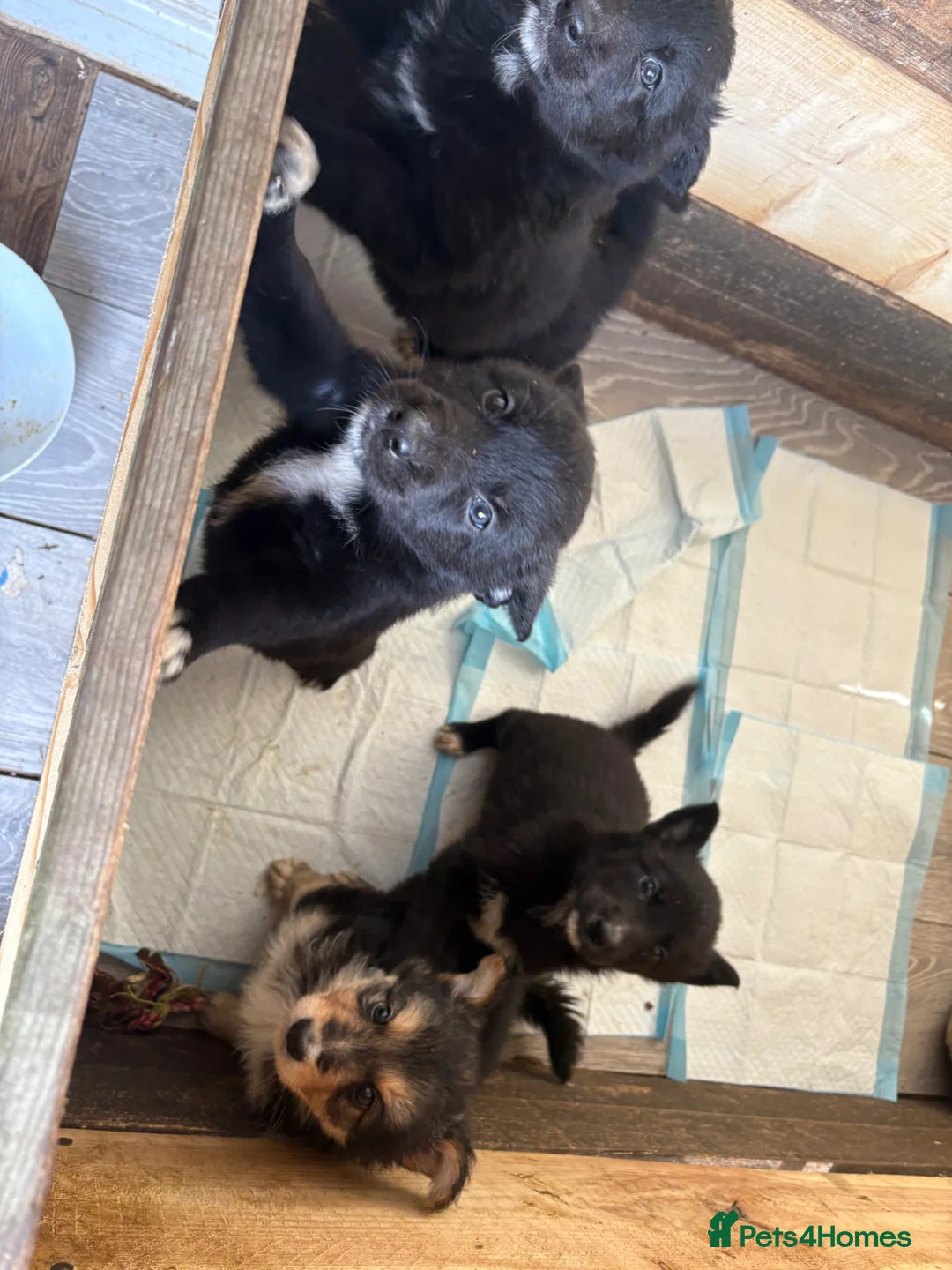 Mixed Breed dogs for sale: X3 border collie x German Shepard  - Advert 5