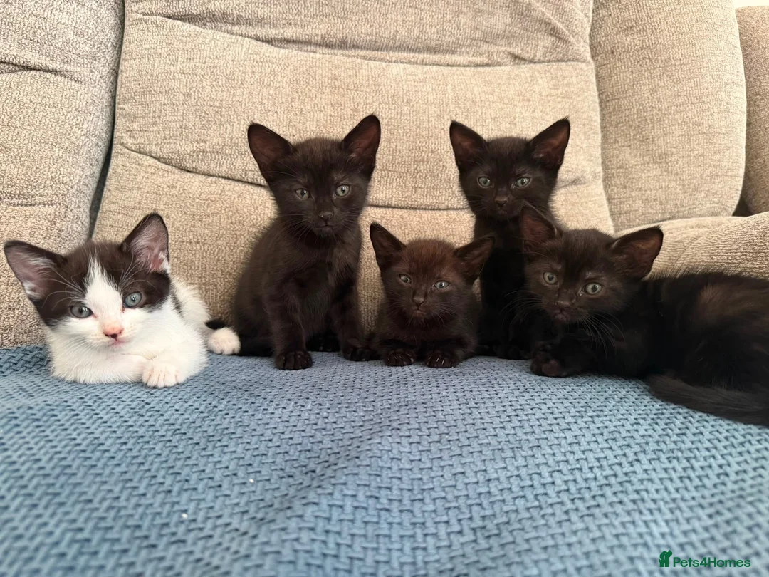 Mixed Breed cats for sale: Beautifull kittens - Advert 7