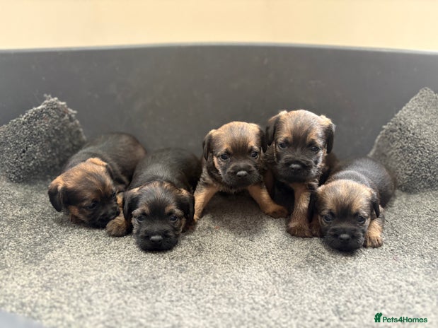 Border Terrier dogs - Advert 1