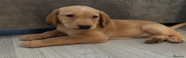 Labrador Retriever Puppy💜