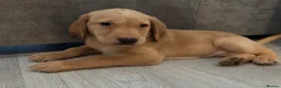 Labrador Retriever dogs for sale: KC Labrador Pups, Champion Line, Health Tested - Advert 1