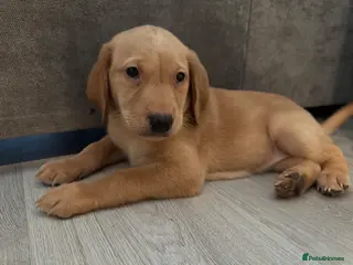Labrador Retriever dogs KC Labrador Pups, Champion Line, Health Tested - Advert 7