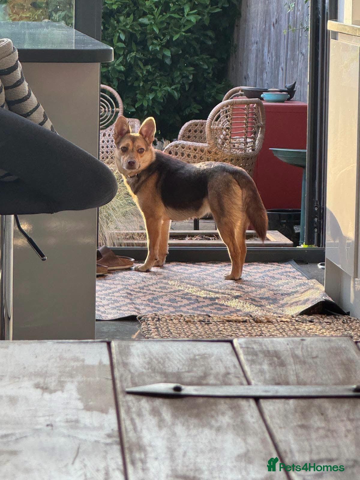 Mixed Breed dogs Tiny Ruby Needs a Dog Bestie ❤️ - Advert 2