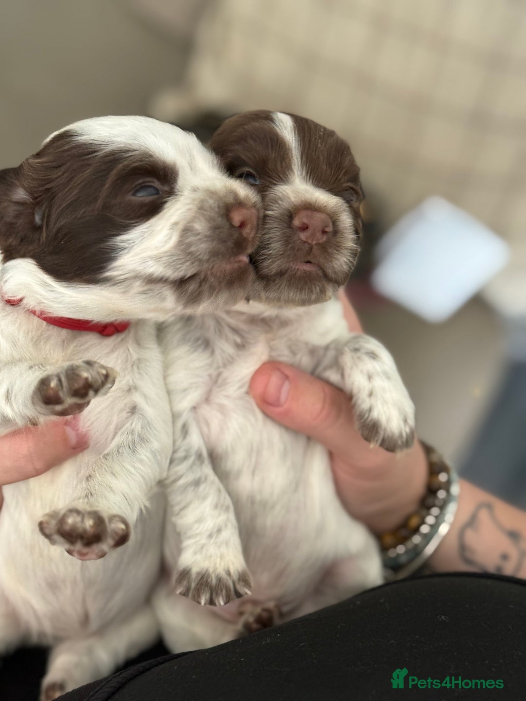 Cocker Spaniel dogs for sale: Working cocker spainel Puppys Ready to leave  - Image 16