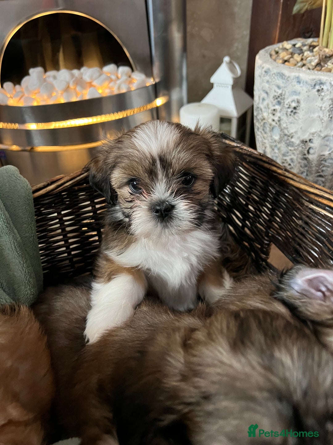 Lhasa Apso dogs for sale: Lhasa apso puppies  - Advert 4
