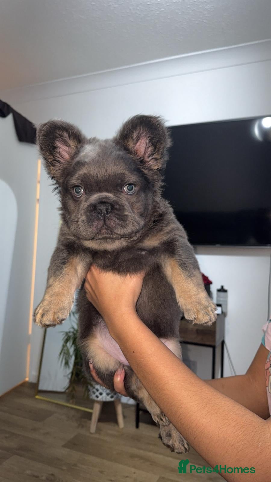 French Bulldog dogs *REDUCED and READY TO LEAVE* Fluffy Frenchie  - Advert 16