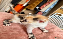 Bengal cats for sale: 4 pure bangal and 5 bengal x kittens - Image 18