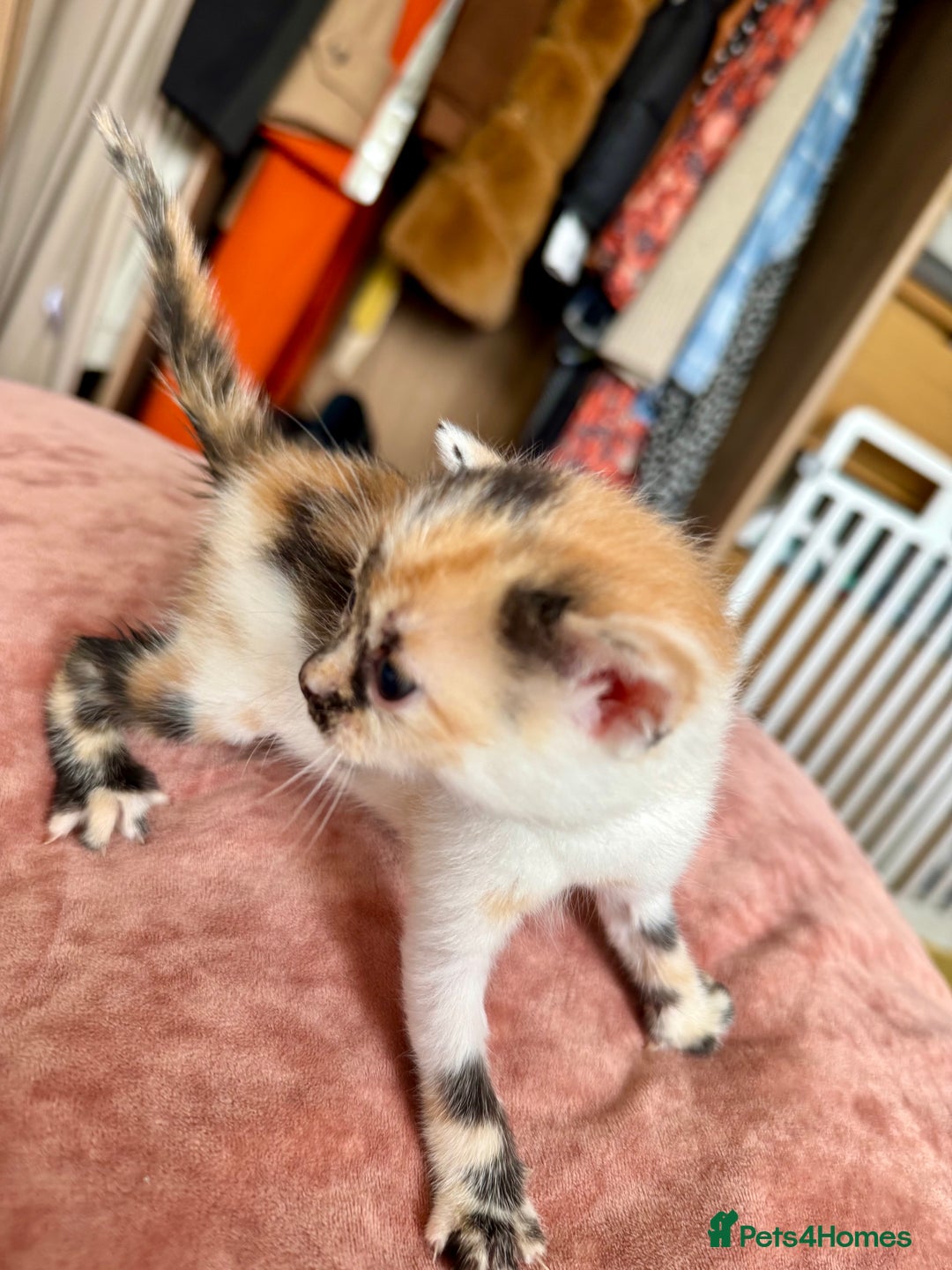 Bengal cats for sale: 4 pure bangal and 5 bengal x kittens - Image 18