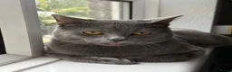 British Shorthair cats for sale: Lovely Male British Shorthair - Advert 3