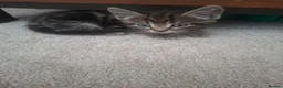 Mixed Breed cats for sale: Male and female tabby kittens - Advert 3