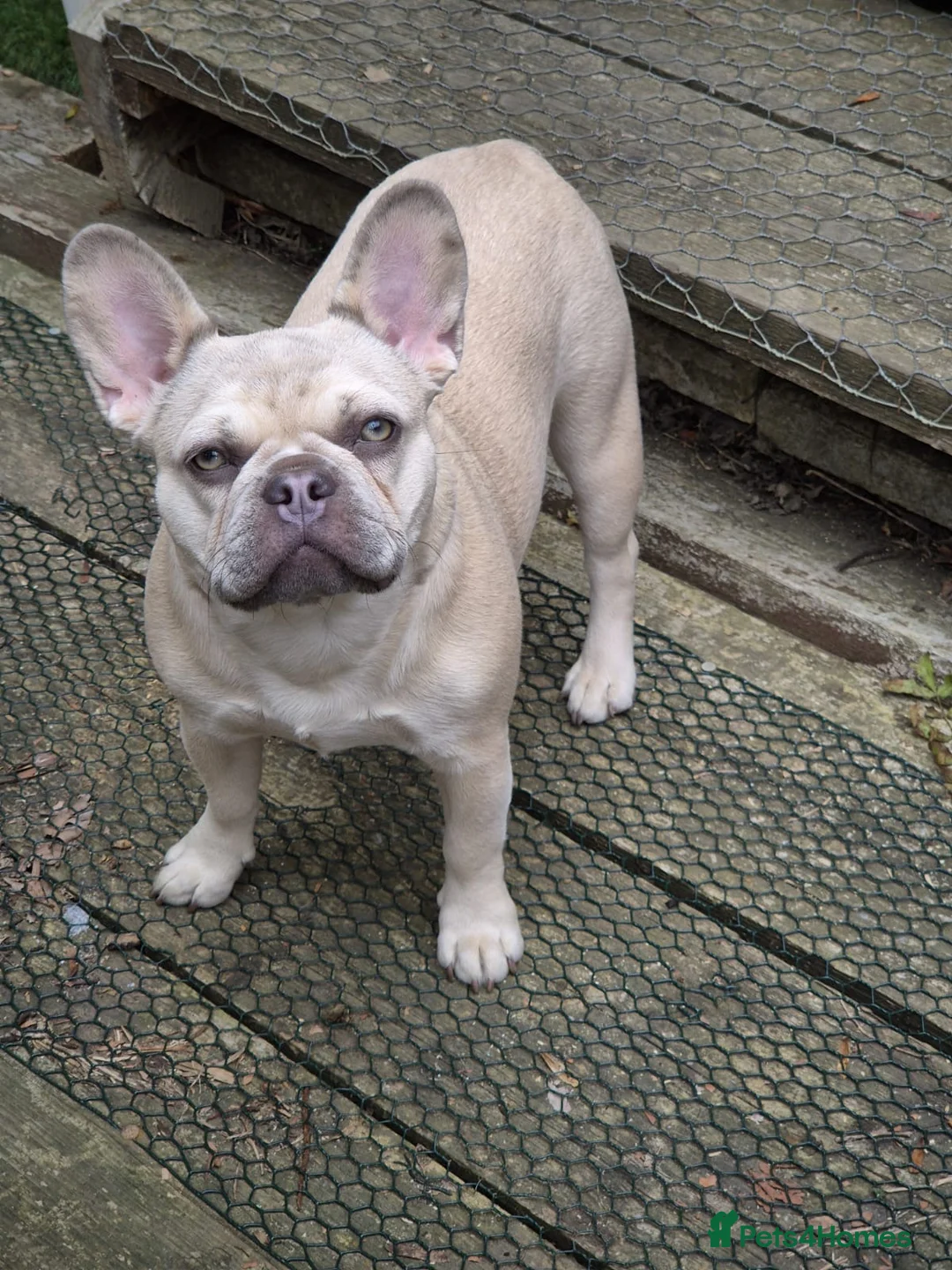 French Bulldog dogs for sale: Two French bulldogs in St. Neots - Advert 7