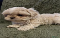 Shih Tzu dogs for sale: A lovely litter of Shih Tzu pups - Image 5