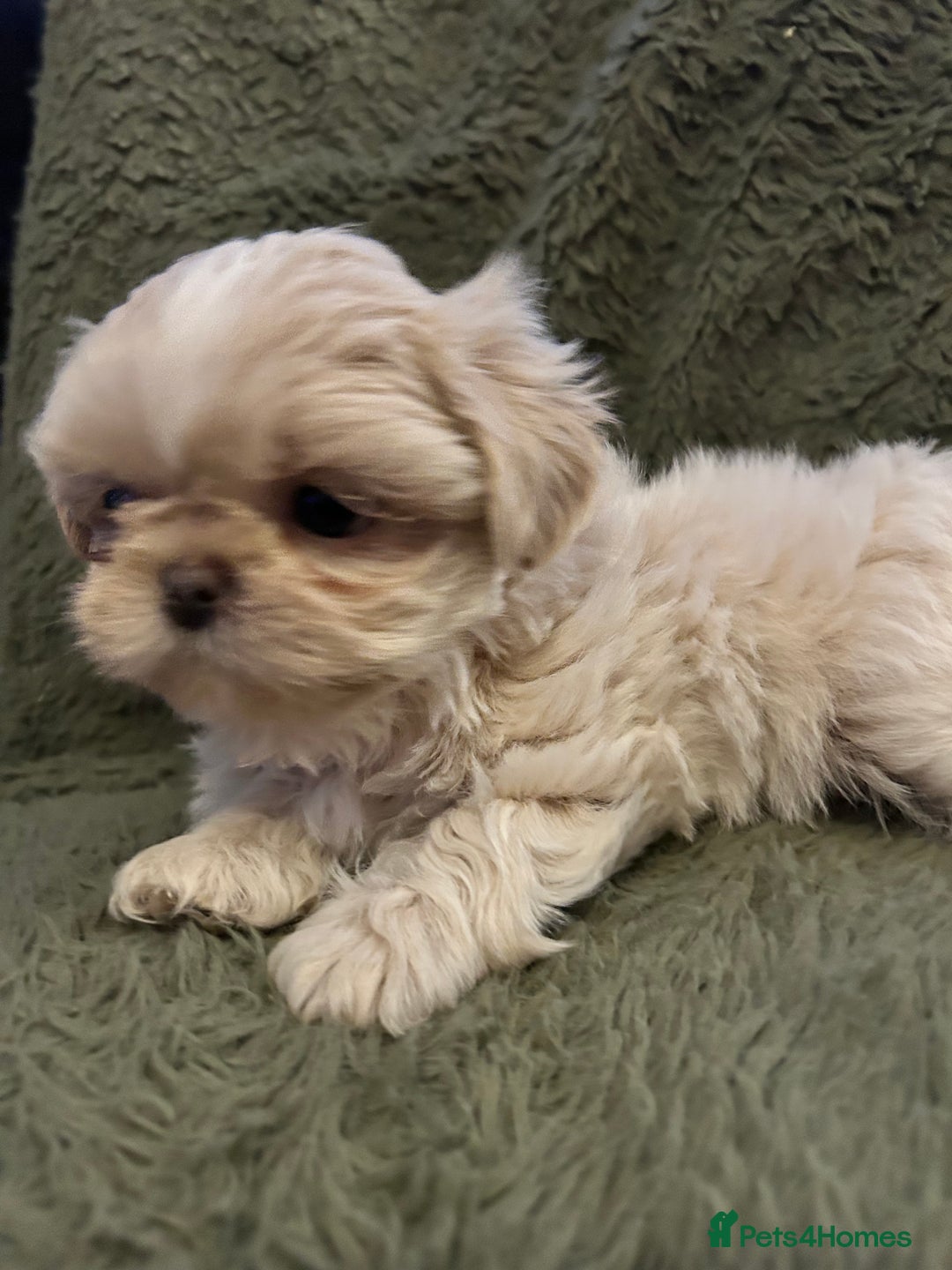 Shih Tzu dogs for sale: A lovely litter of Shih Tzu pups - Image 5