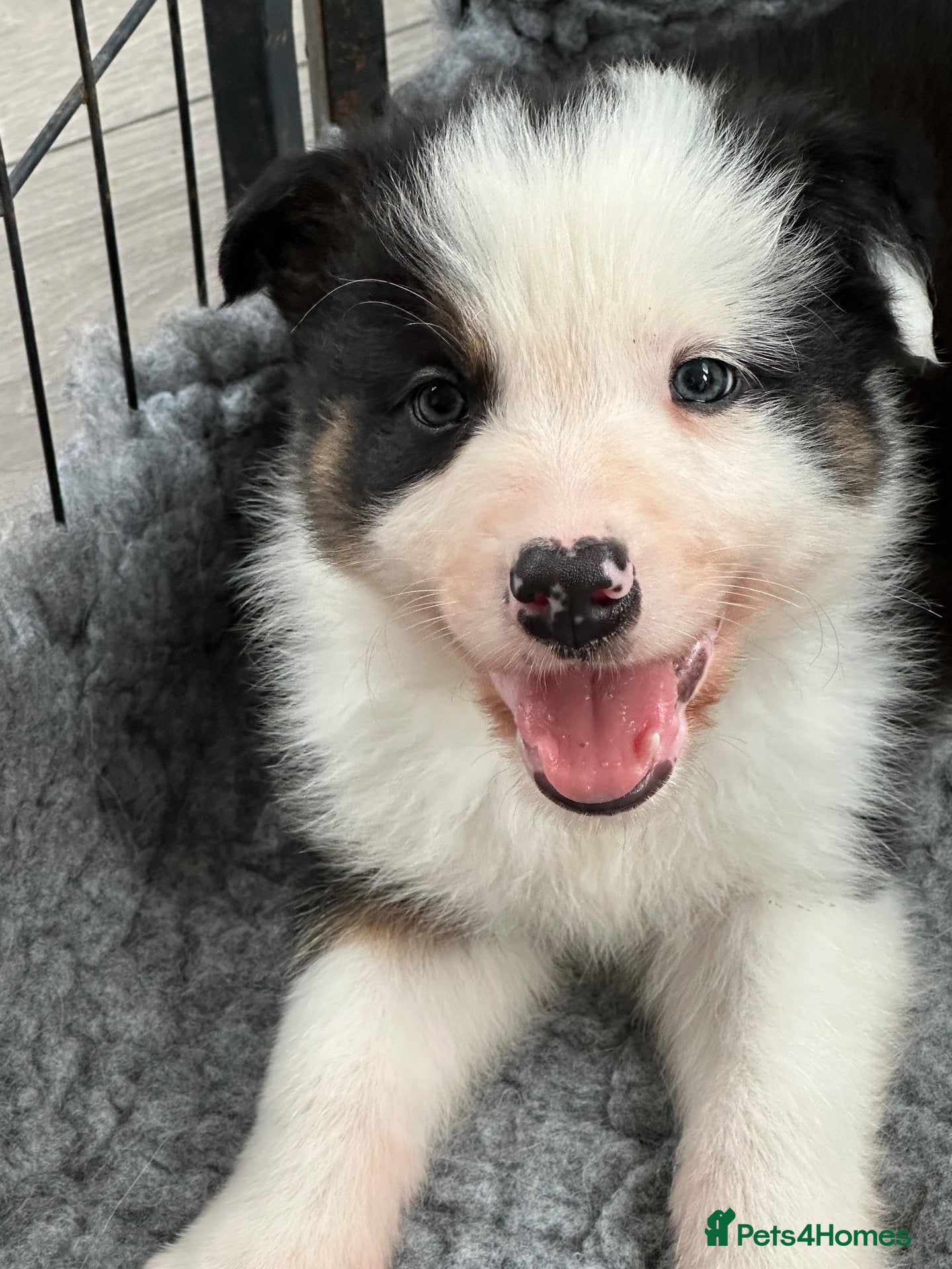 Border Collie dogs Border collie - Advert 2