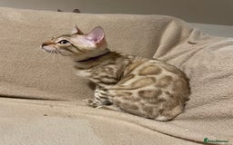 Bengal cats for sale:  Beautiful Bengal ready to reserve - Image 34