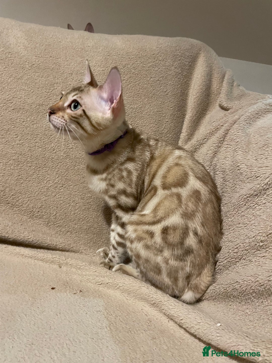 Bengal cats for sale:  Beautiful Bengal ready to reserve - Image 34