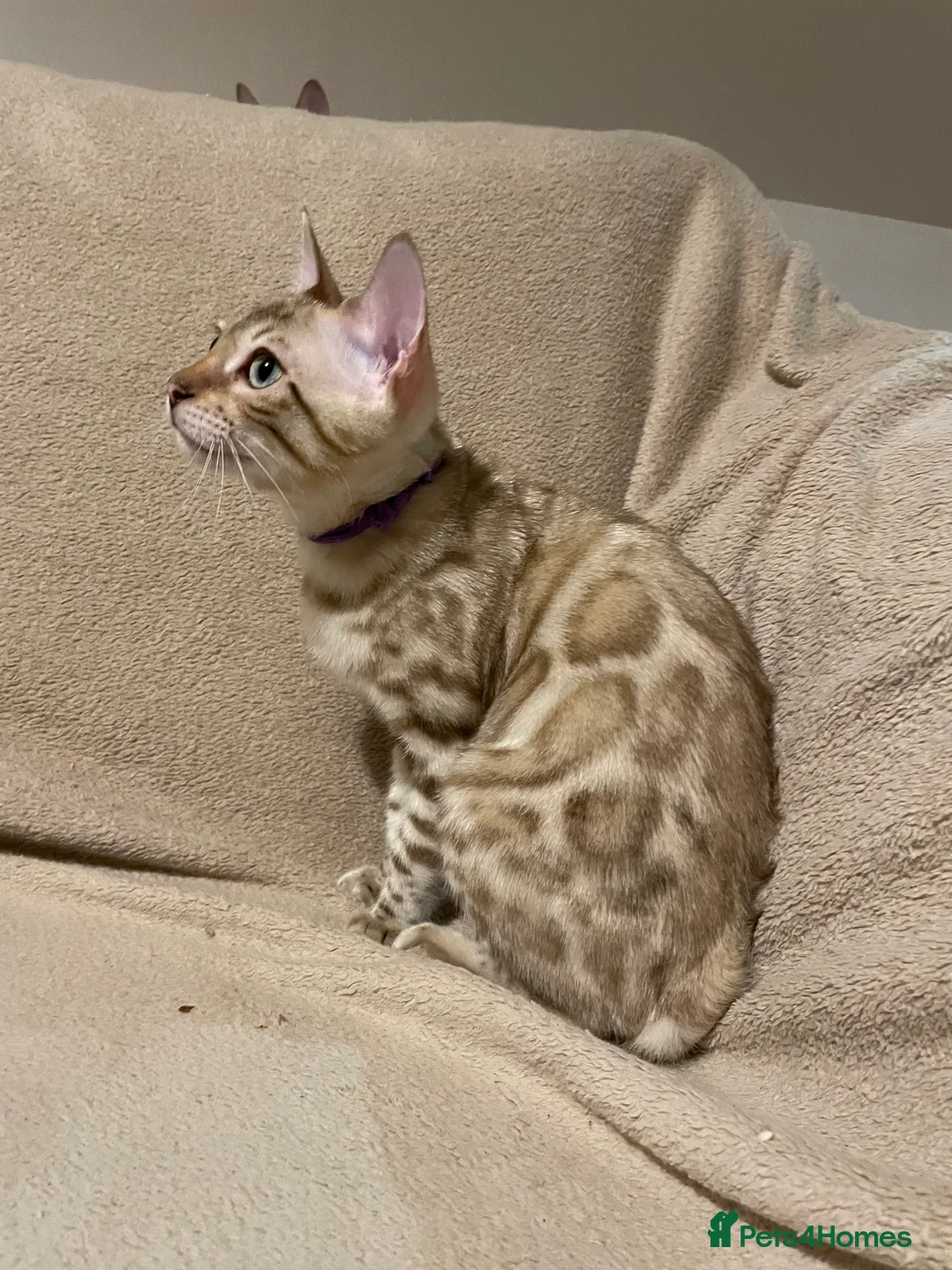Bengal cats for sale:  Beautiful Bengals able to leave. - Advert 33