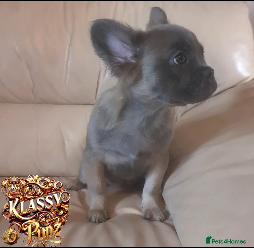 French Bulldog dogs for sale: KLASSY BULLZ KENNELS - KLASSY PUPZ ✨️ in Beckenham - Image 16
