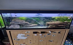 Turtle reptiles for sale: 2 musk turtles and tank - Image 5