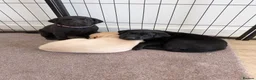 Labrador Retriever dogs for sale: Yellow and black Labrador puppies  in Cambridge - Advert 3