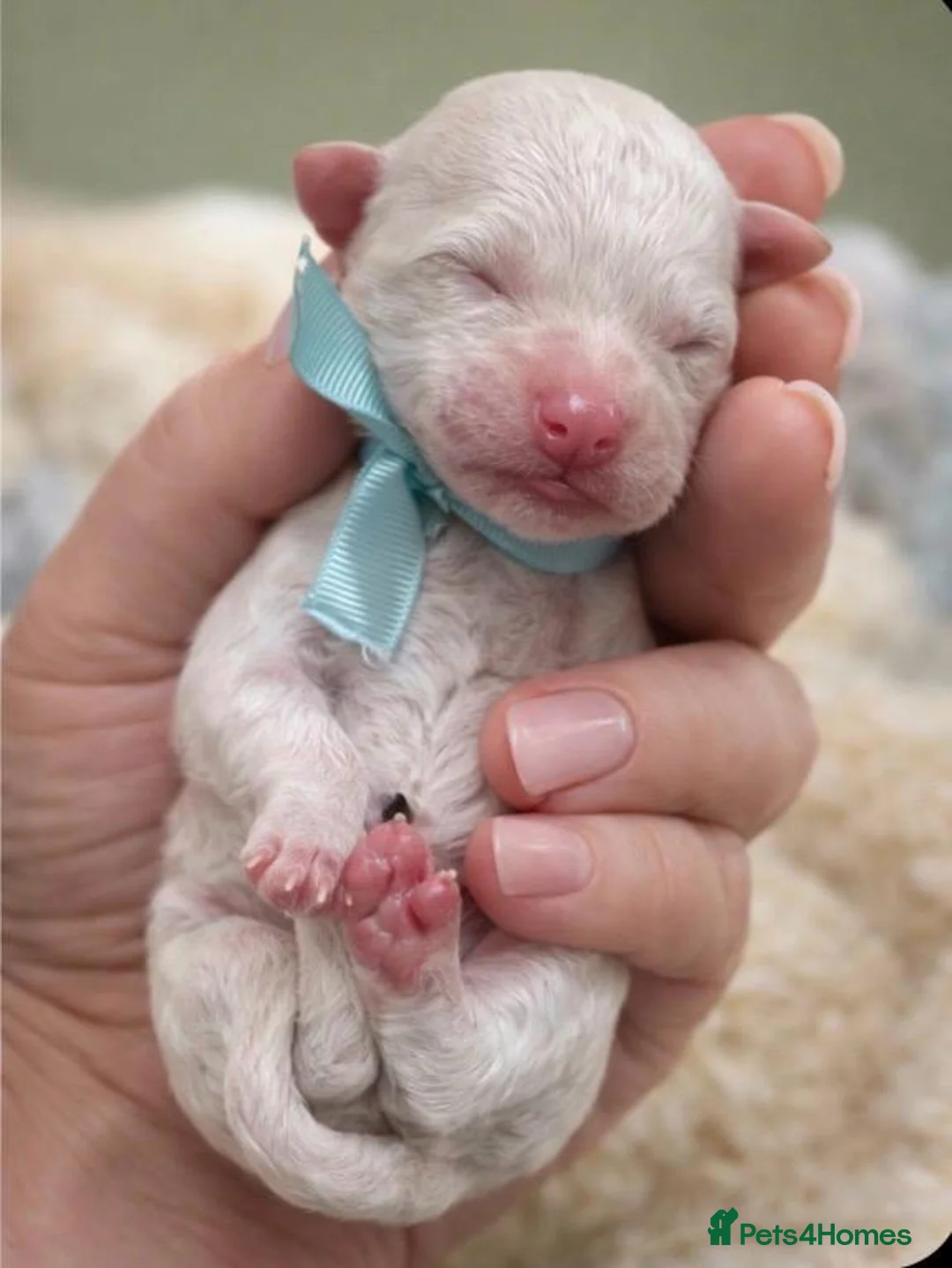 Bichon Frise dogs for sale: Beautiful bichon frisee puppies - Advert 9