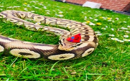 Python Snake reptiles for sale: Royal Python for sale - Image 5