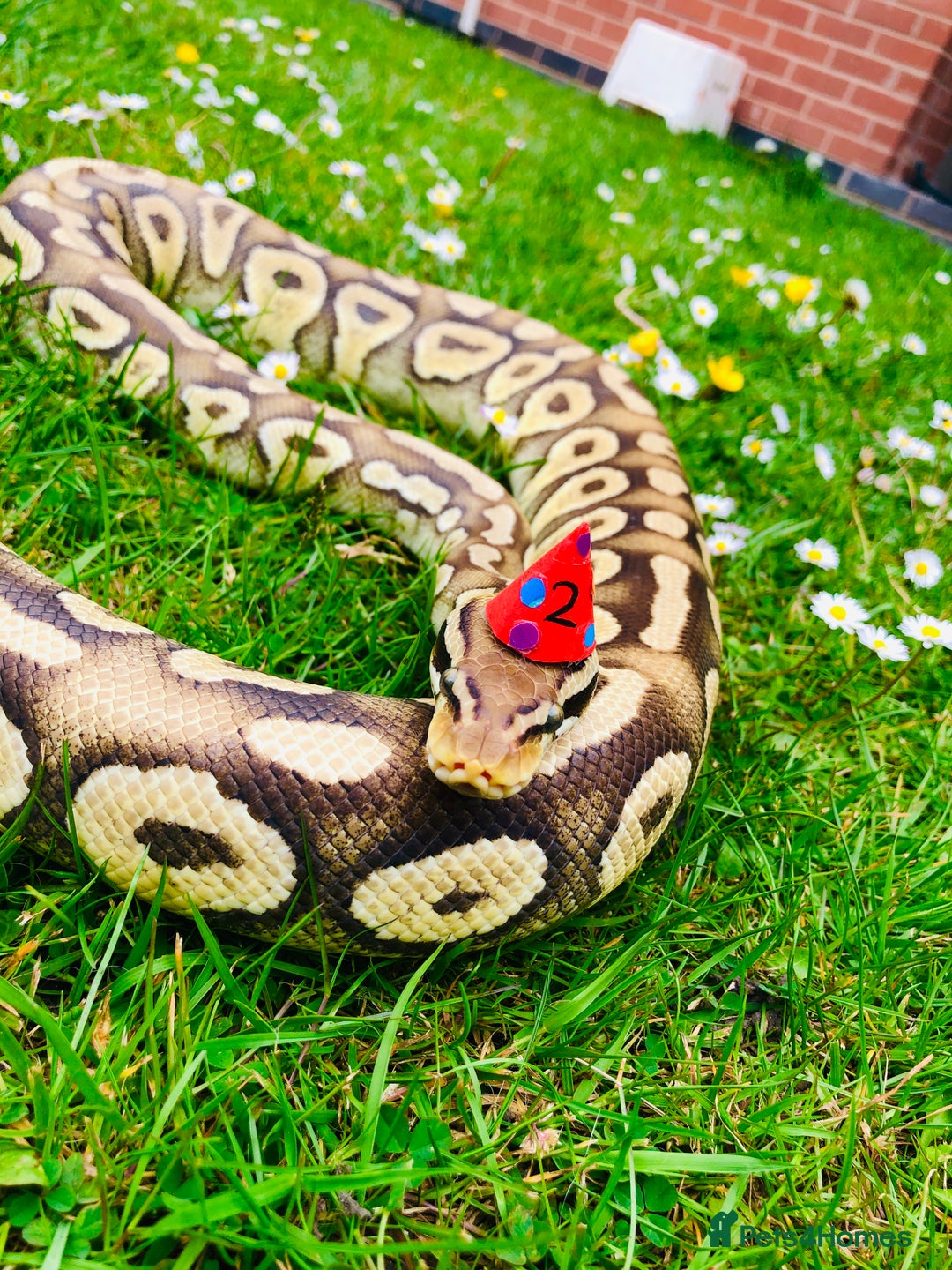 Python Snake reptiles for sale: Royal Python for sale - Image 5