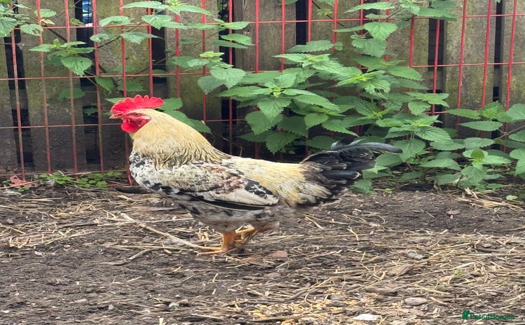 Chickens poultry - Advert 3