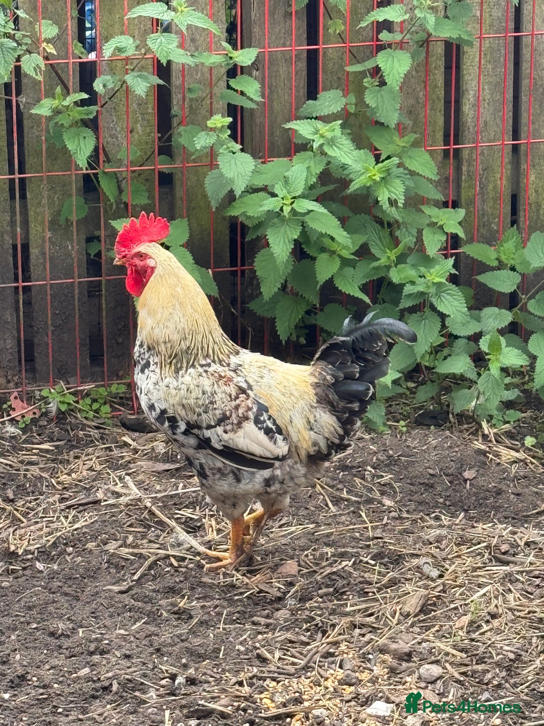 Chickens poultry for sale: Cross breed Cockerel - Image 1