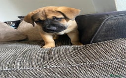 Mixed Breed dogs for sale: Rottweiler x Akita puppy  - Image 6