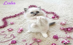 Ragdoll cats for sale: Gorgeous Fluffy Ragdoll Kittens  - Advert 7