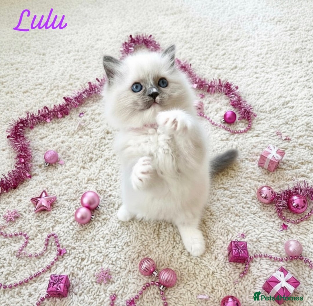 Ragdoll cats for sale: Gorgeous Fluffy Ragdoll Kittens  - Advert 7