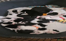 Border Collie dogs for sale: Border collie puppies for sale  - Image 2