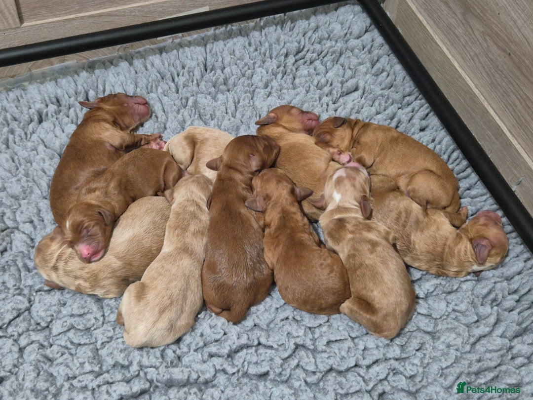 Australian Labradoodle dogs for sale: 1 boy and 1 girl left - Advert 5