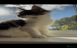 Maine Coon cats for sale: Pedigree Maine Coon Kittens 🐱 fully vaccinated  - Image 10