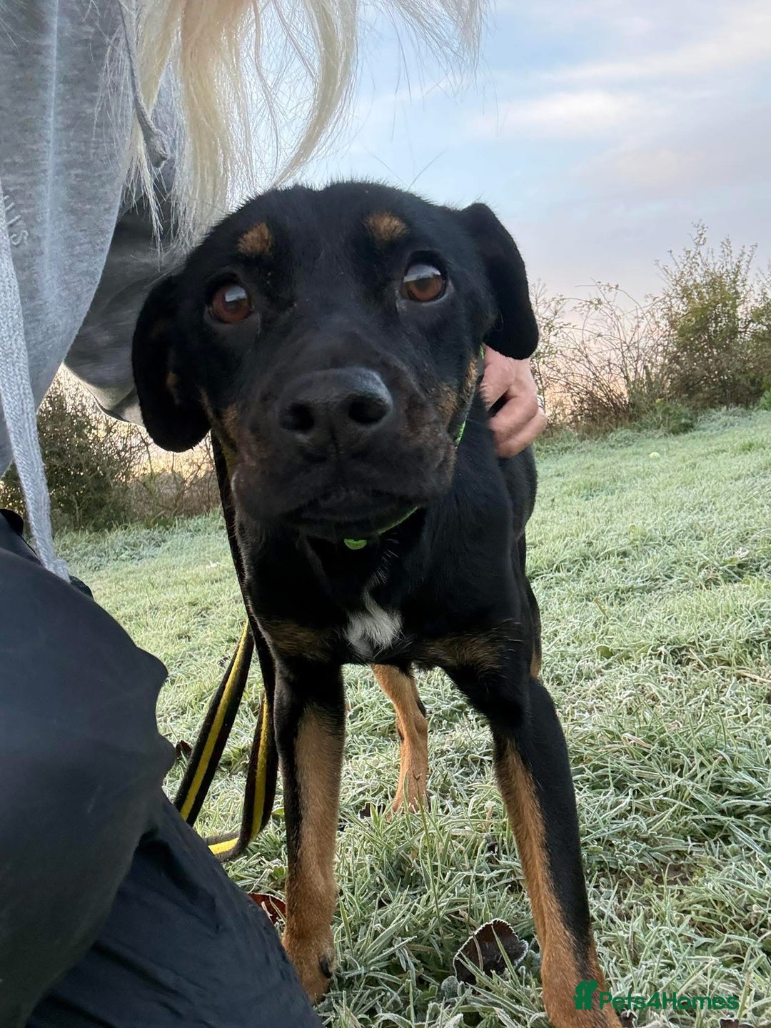 Mixed Breed dogs for adoption: Helen - Norwich Norfolk  - Advert 7