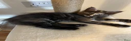 Maine Coon cats for sale: Beautiful Maine Coon Kittens - Advert 7