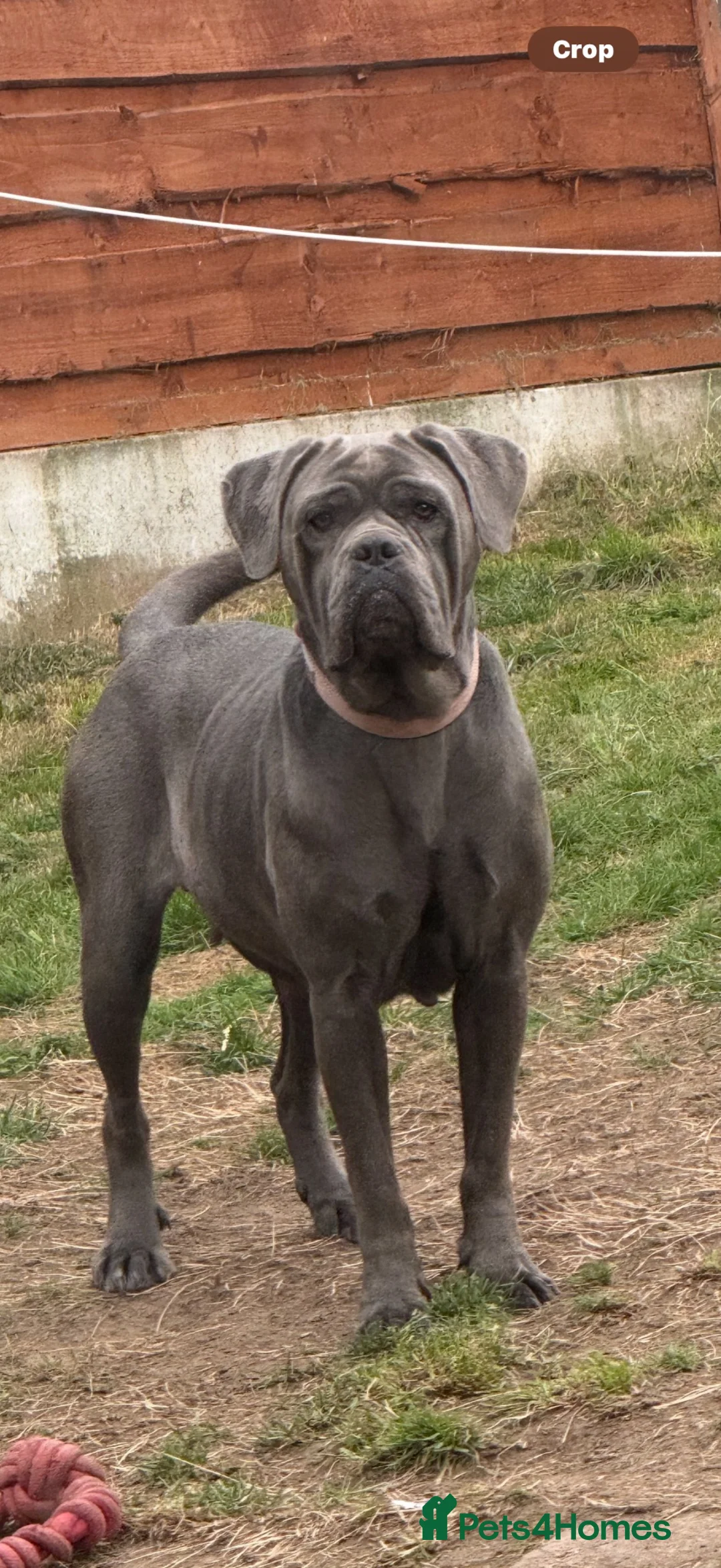 Mixed Breed dogs for sale: cane corso  English bulldog boy fully black - Advert 2